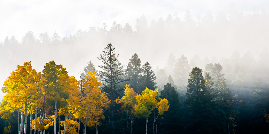 Morning Fall Colors Photography