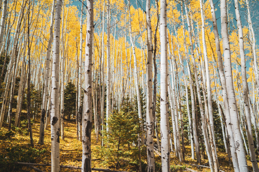 3 Perfect Fall Days in Angel Fire: The Ultimate Weekend Itinerary